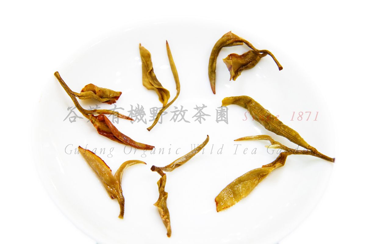 黃茶包完整照片.jpg